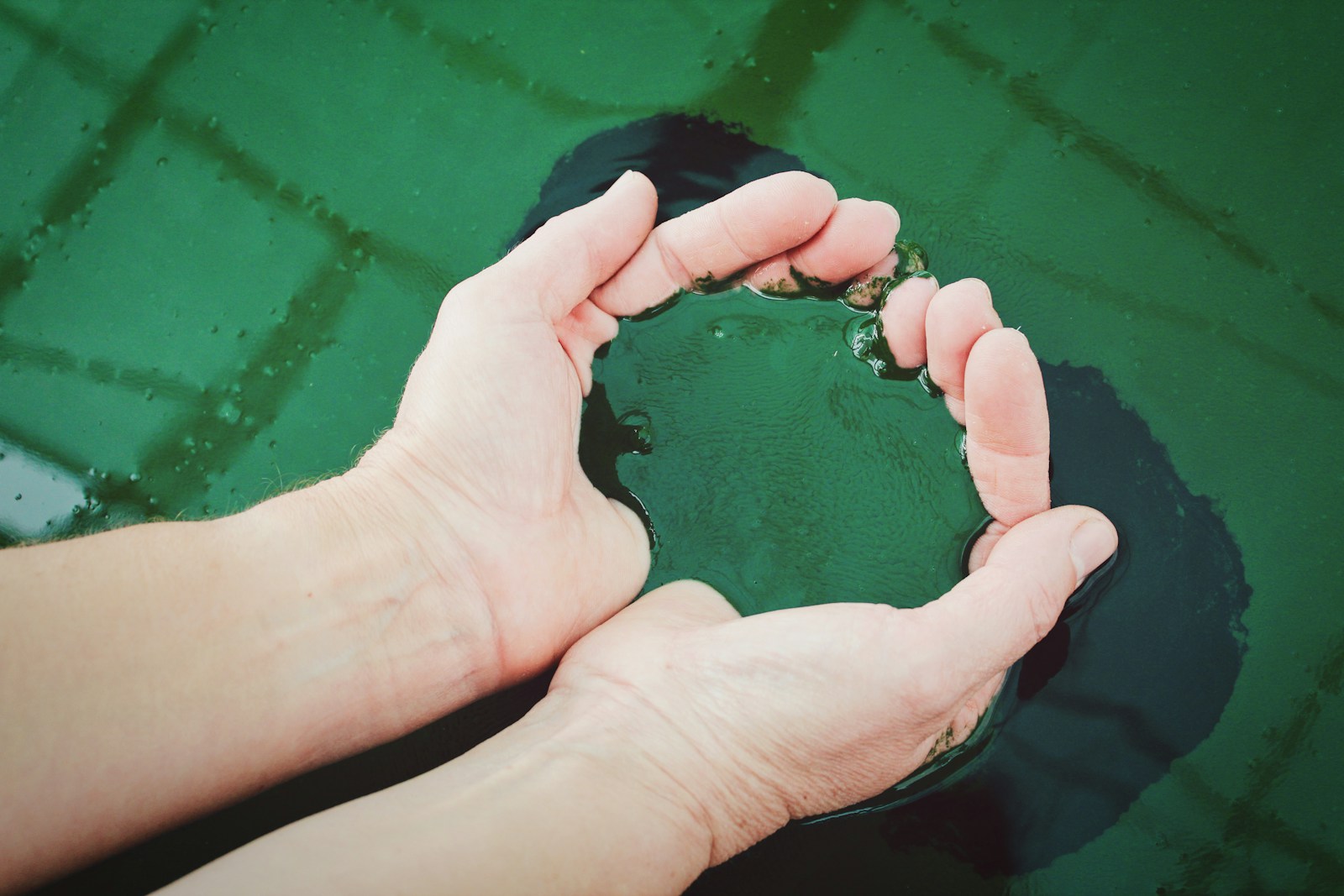 Spiruline bienfaits : les avis